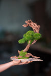 Greenwood - Stride & Pride (Preserved Plants)