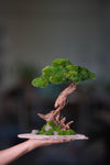 Greenwood - Stride & Pride - Larger (Preserved Plants)
