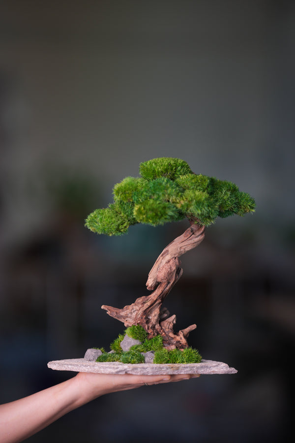 Greenwood - Stride & Pride - Larger (Preserved Plants)