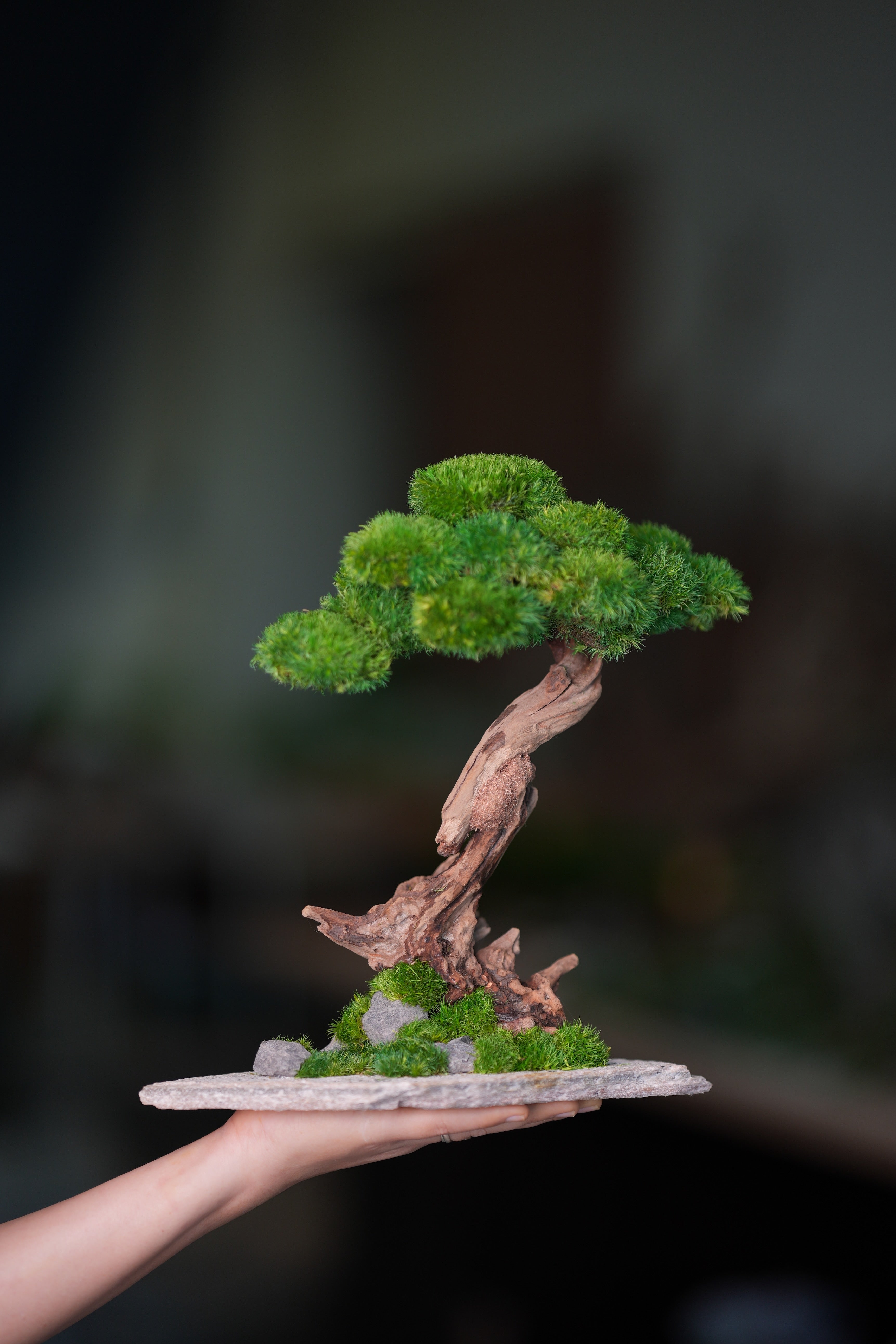 Greenwood - Stride & Pride - Larger (Preserved Plants)