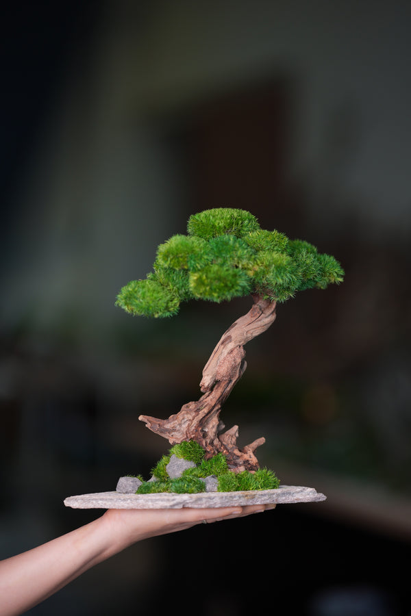 Greenwood - Stride & Pride - Larger (Preserved Plants)