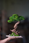 Greenwood - Stride & Pride - Larger (Preserved Plants)