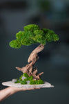 Greenwood - Stride & Pride - Larger (Preserved Plants)