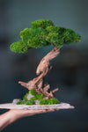 Greenwood - Stride & Pride - Larger (Preserved Plants)