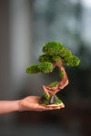 Greenwood - Freshman (Preserved Plants)