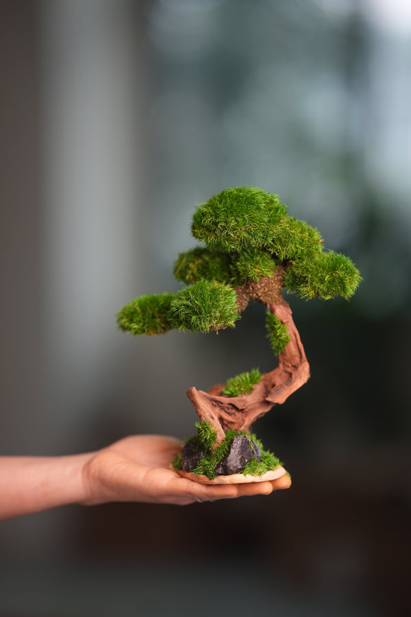 Greenwood - Freshman (Preserved Plants)