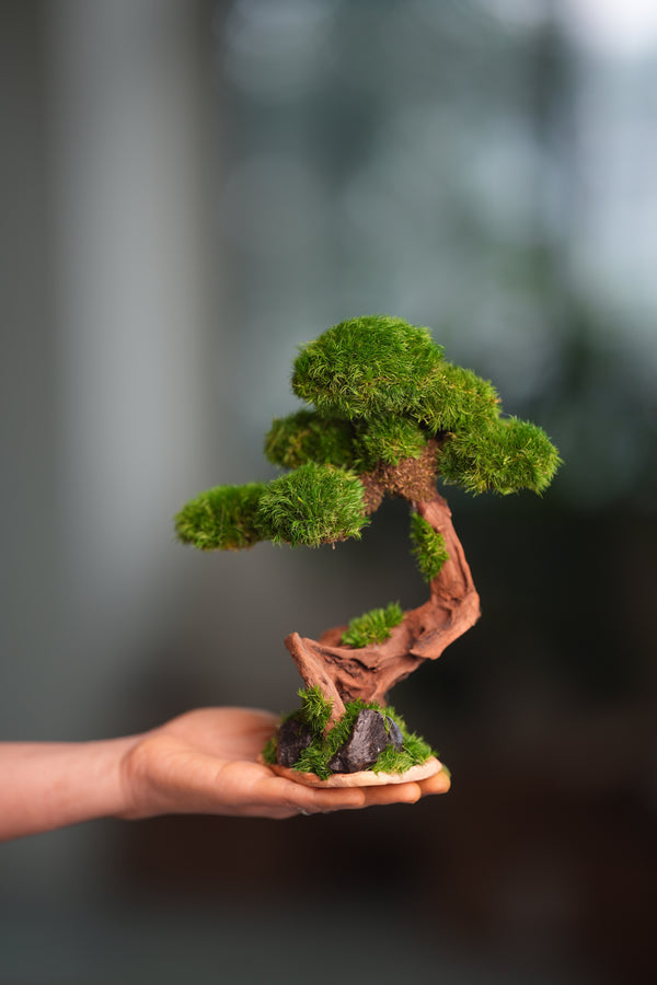 Greenwood - Freshman (Preserved Plants)