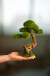 Greenwood - Freshman (Preserved Plants)