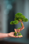 Greenwood - Freshman (Preserved Plants)