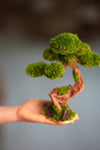 Greenwood - Freshman (Preserved Plants)