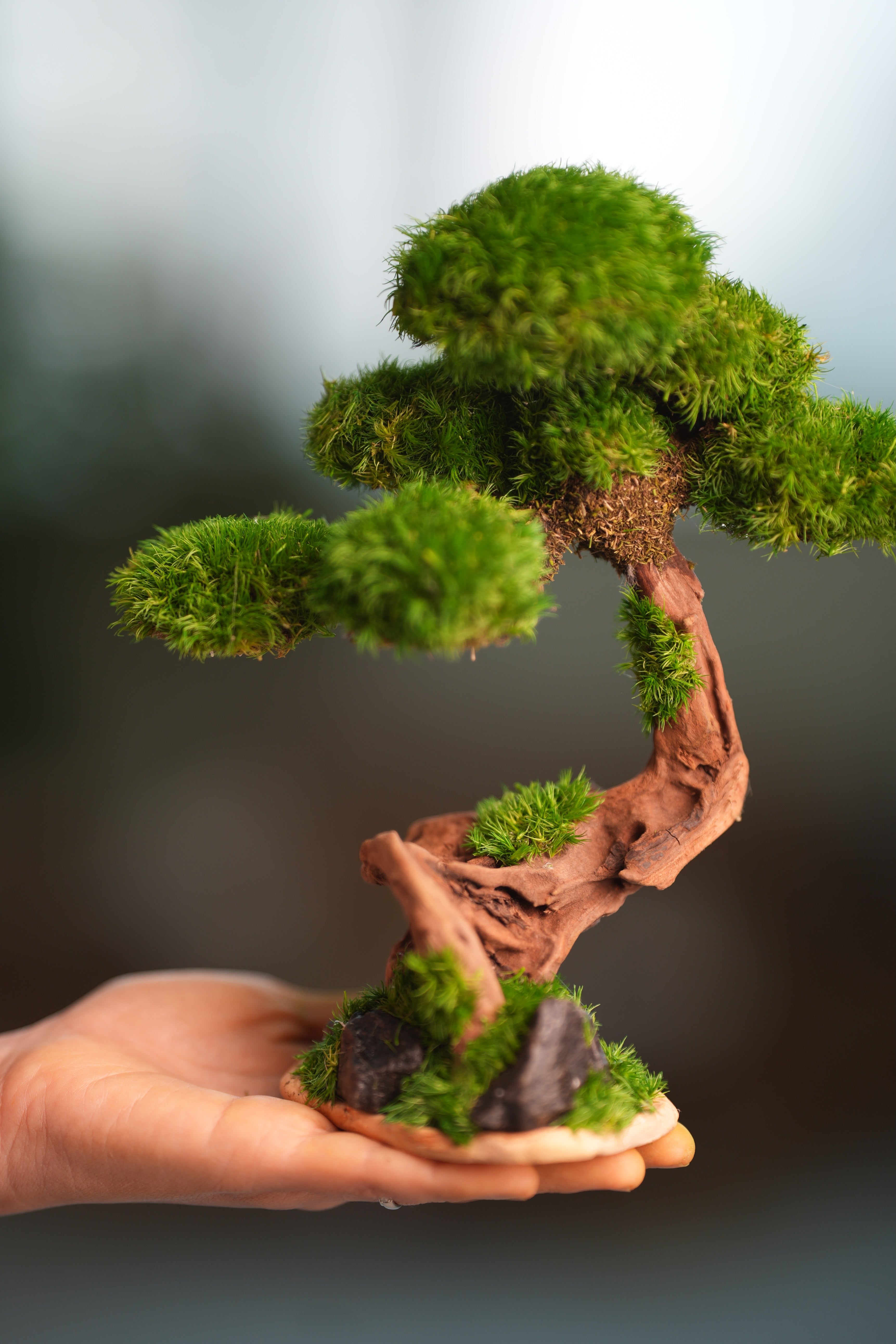 Greenwood - Freshman (Preserved Plants)