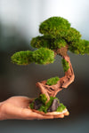 Greenwood - Freshman (Preserved Plants)