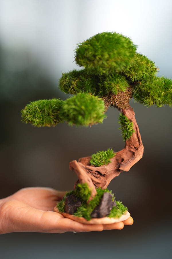Greenwood - Freshman (Preserved Plants)