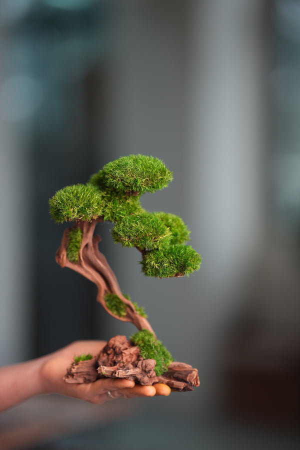 Greenwood - Prince (Preserved Plants)