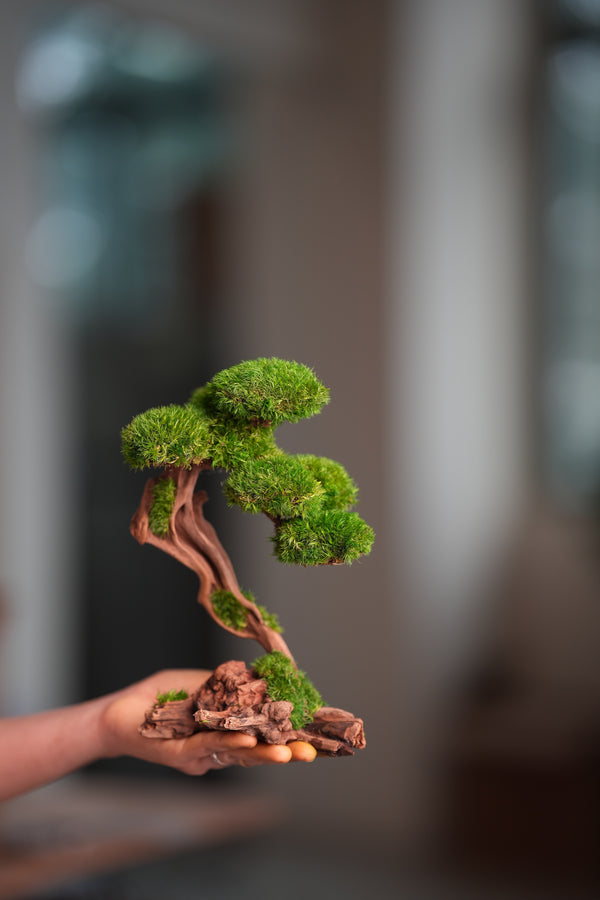 Greenwood - Prince (Preserved Plants)
