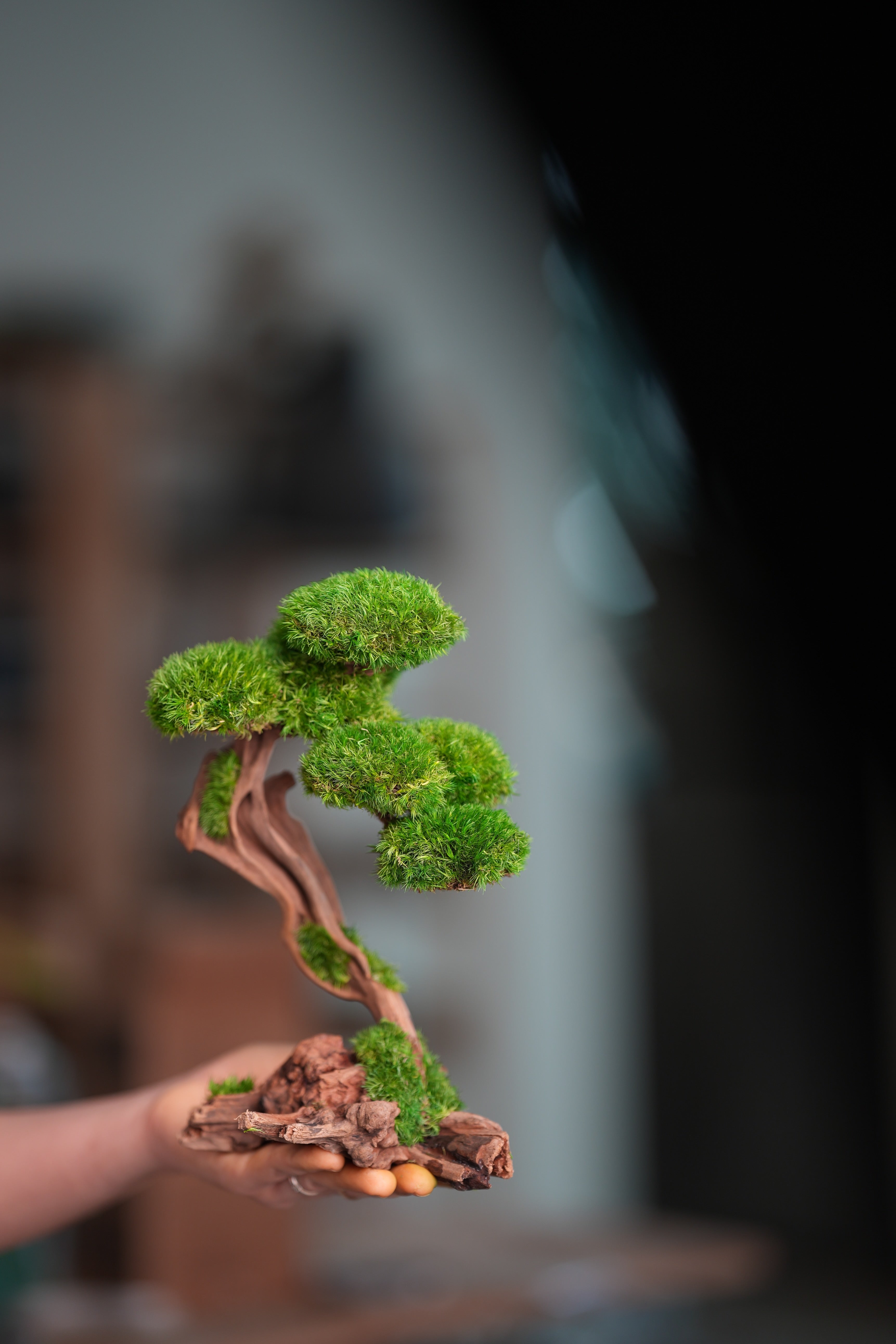 Greenwood - Prince (Preserved Plants)