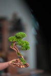 Greenwood - Prince (Preserved Plants)