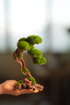 Greenwood - Prince (Preserved Plants)