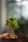 Greenwood - Prince (Preserved Plants)