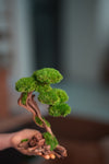 Greenwood - Prince (Preserved Plants)
