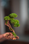 Greenwood - Prince (Preserved Plants)