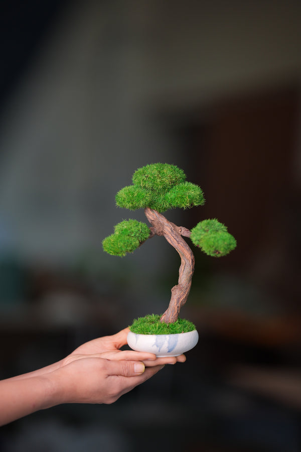 Rosewood (Preserved Plants)