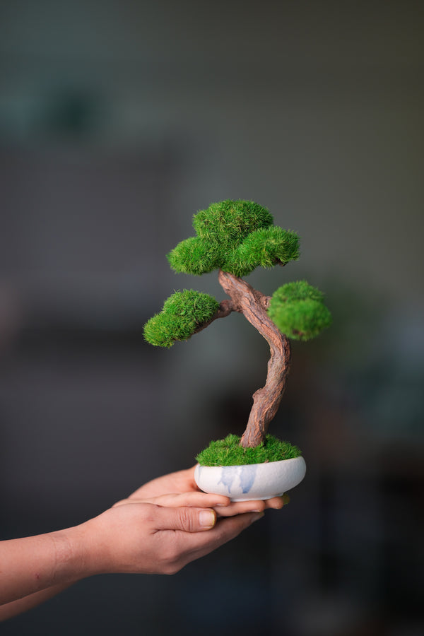 Rosewood (Preserved Plants)