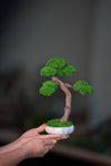 Rosewood (Preserved Plants)