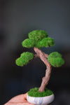 Rosewood (Preserved Plants)