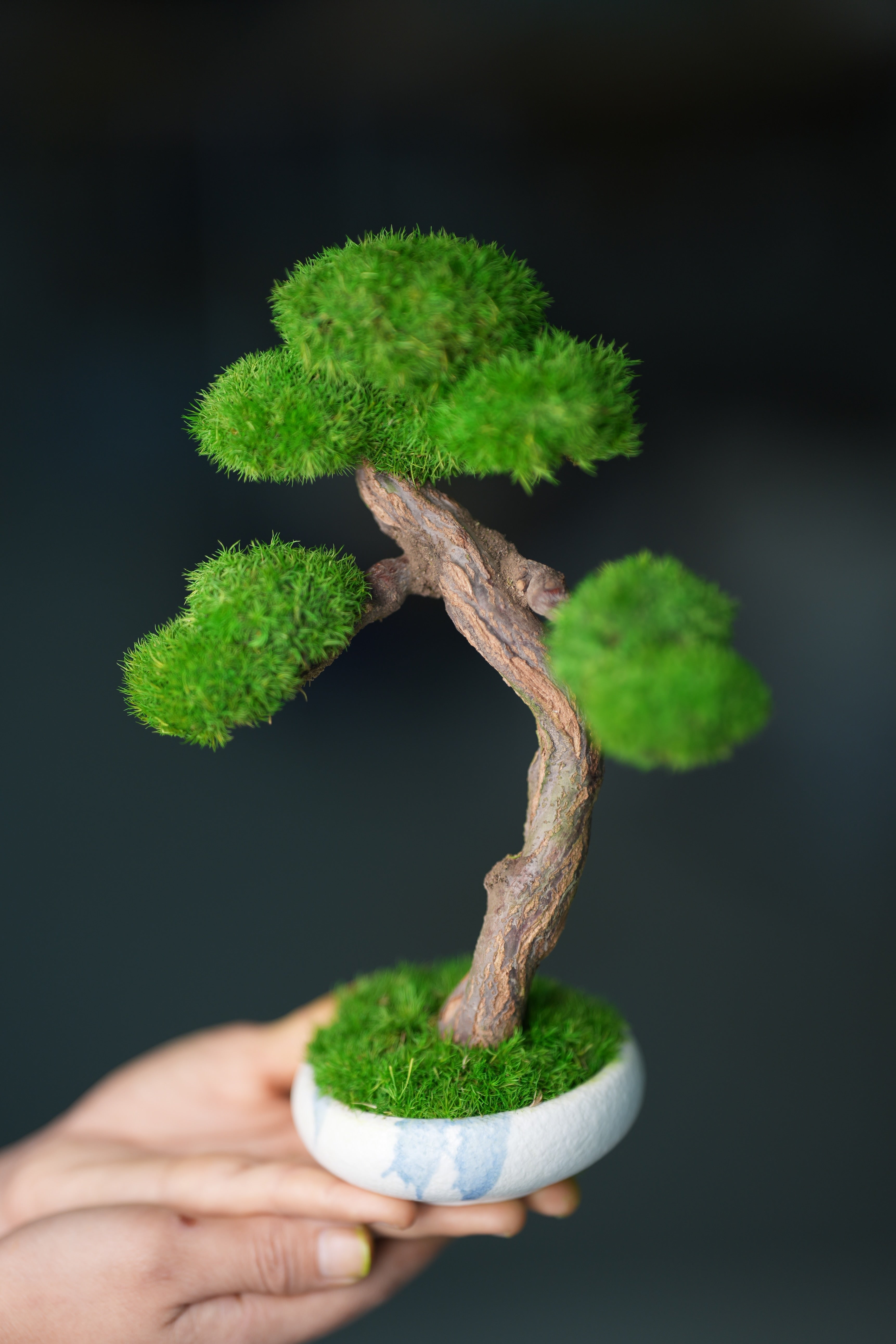 Rosewood (Preserved Plants)
