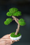 Rosewood (Preserved Plants)