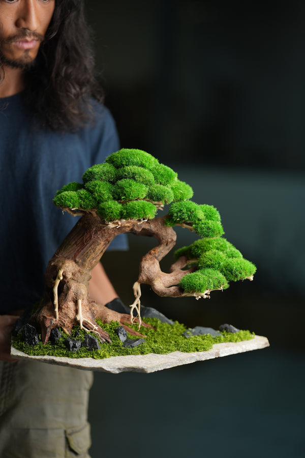 Old Guard (Preserved Plants)