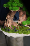 Old Guard (Preserved Plants)