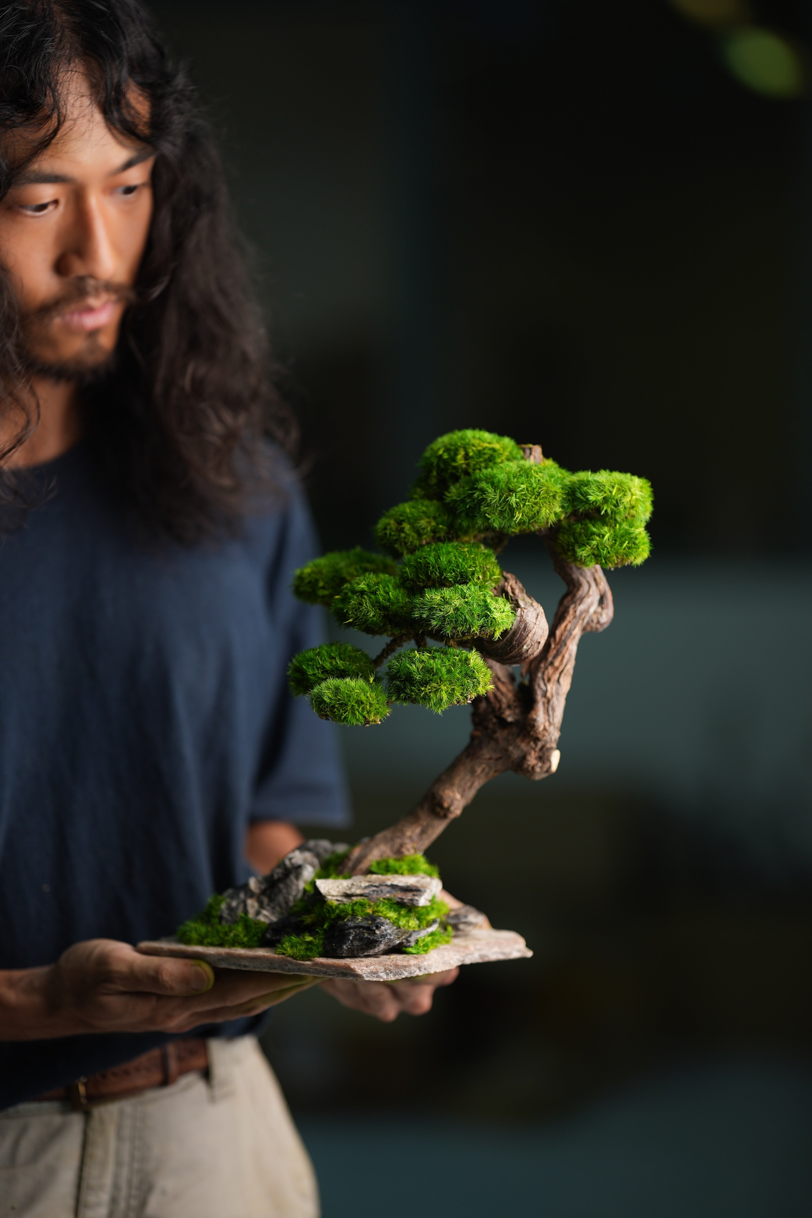 Lone Pine - Rosewood (Preserved Plants)