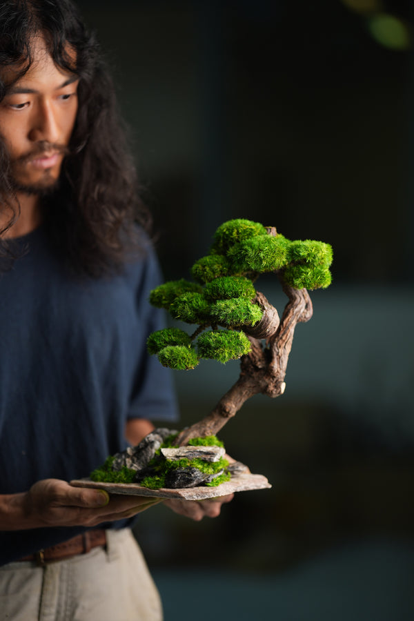 Lone Pine - Rosewood (Preserved Plants)
