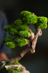 Lone Pine - Rosewood (Preserved Plants)