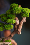 Lone Pine - Rosewood (Preserved Plants)