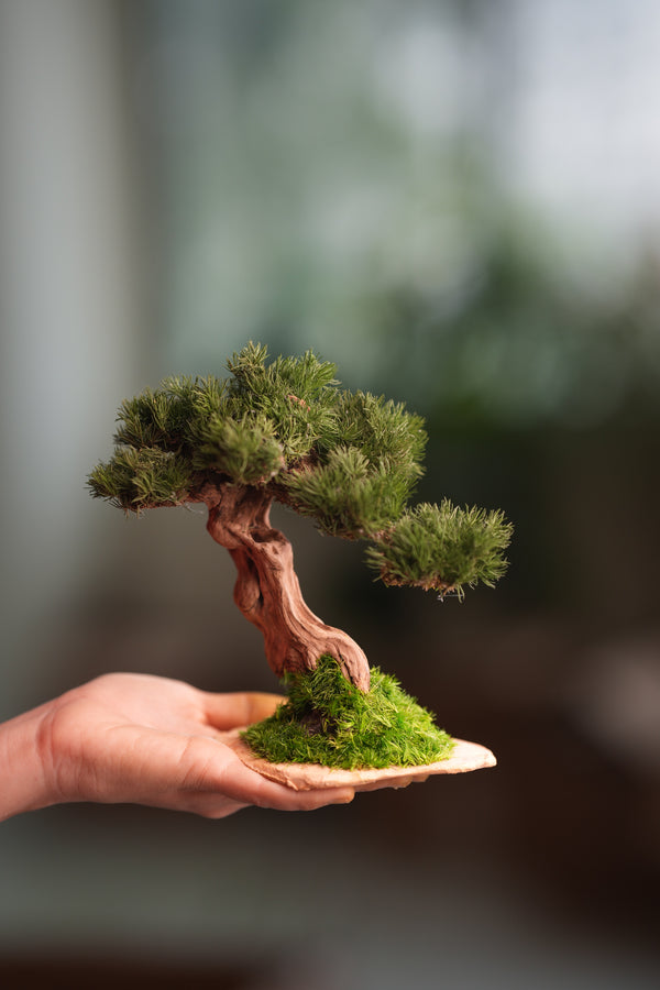 Benchmark Pine - Driftwood (Preserved Plants)