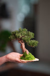 Benchmark Pine - Driftwood (Preserved Plants)