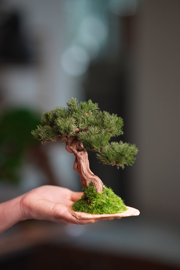Benchmark Pine - Driftwood (Preserved Plants)