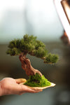 Benchmark Pine - Driftwood (Preserved Plants)