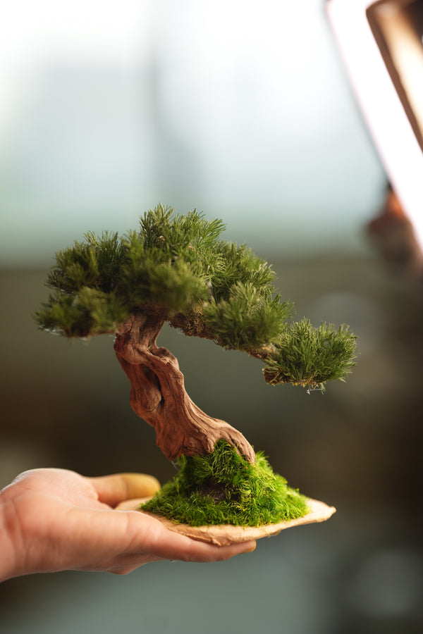 Benchmark Pine - Driftwood (Preserved Plants)