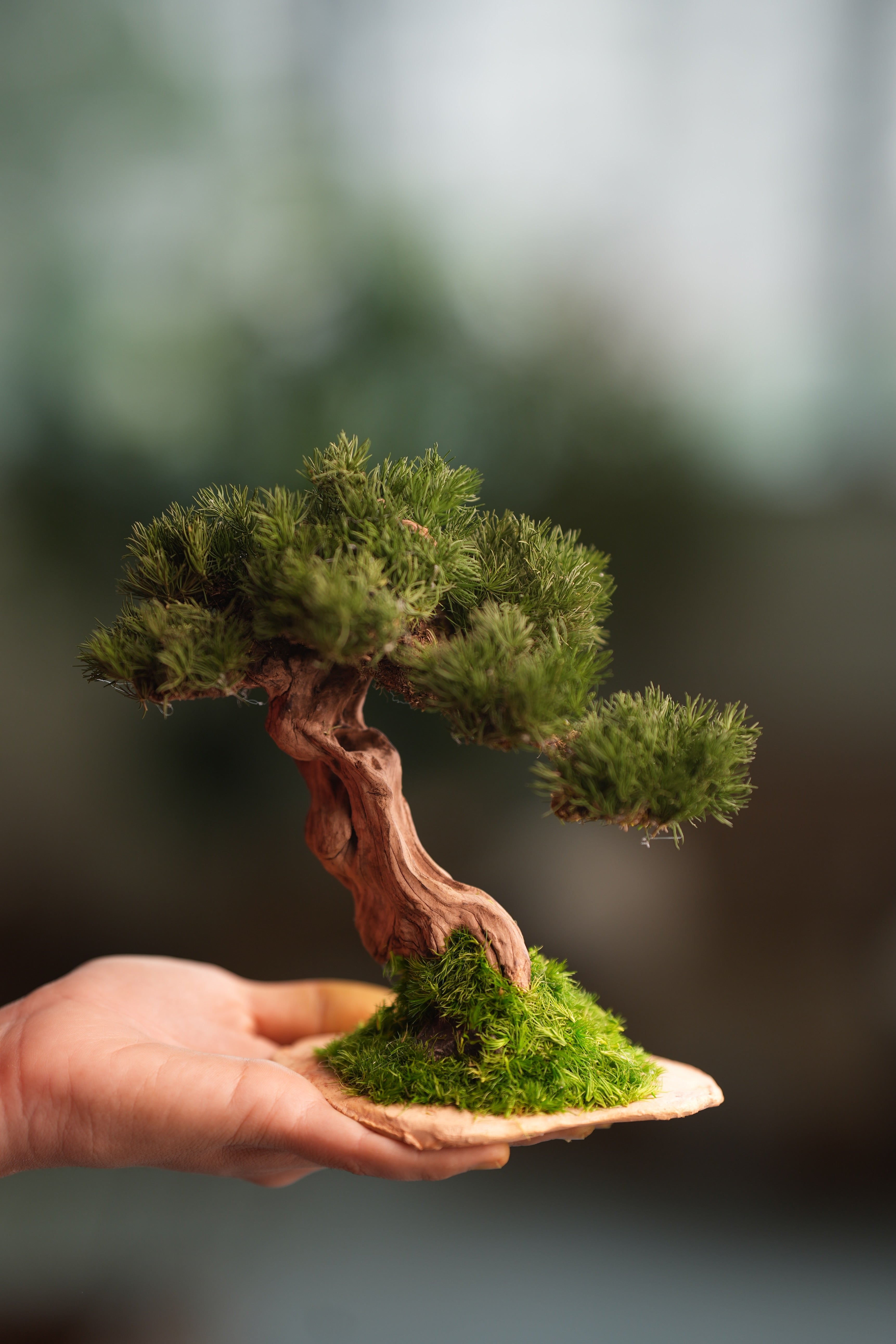 Benchmark Pine - Driftwood (Preserved Plants)
