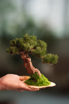 Benchmark Pine - Driftwood (Preserved Plants)