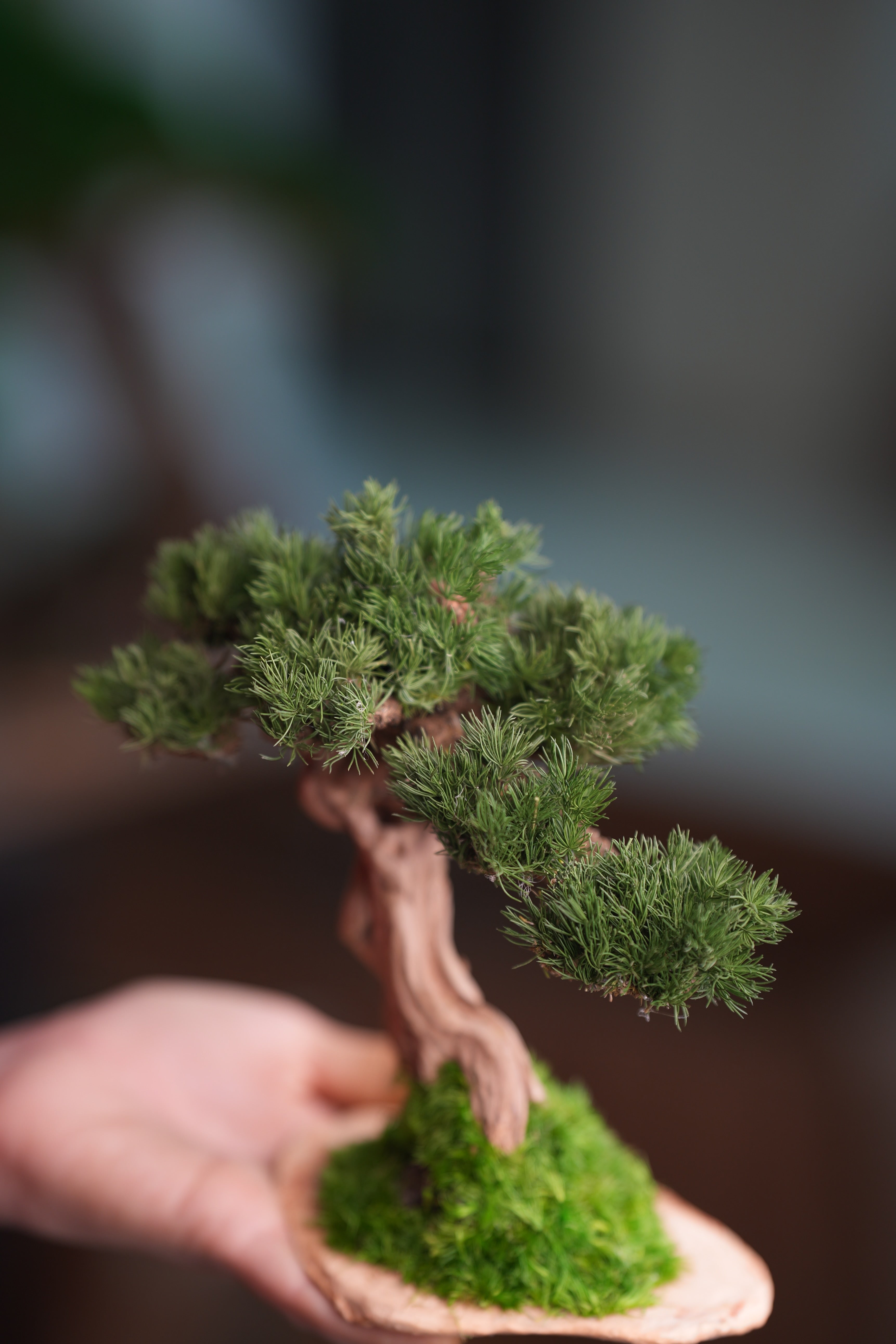 Benchmark Pine - Driftwood (Preserved Plants)