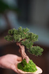 Benchmark Pine - Driftwood (Preserved Plants)