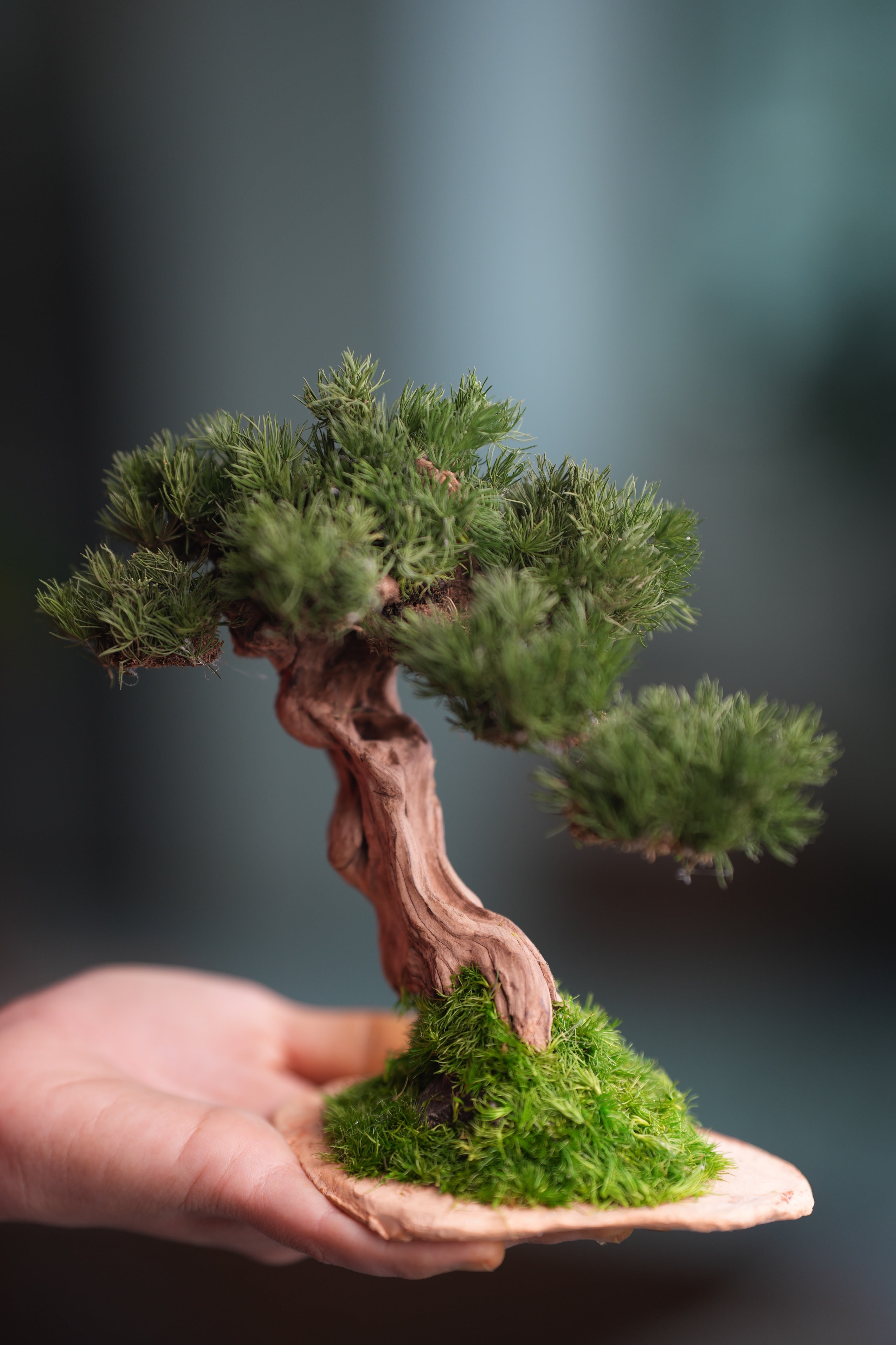 Benchmark Pine - Driftwood (Preserved Plants)