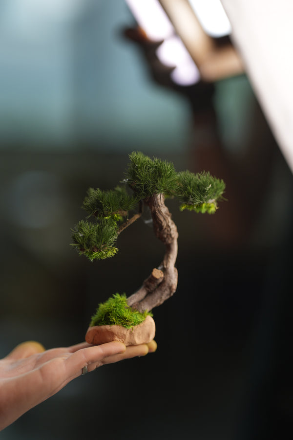 Benchmark Pine - Rosewood - Smaller (Preserved Plants)