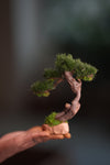 Benchmark Pine - Rosewood - Smaller (Preserved Plants)