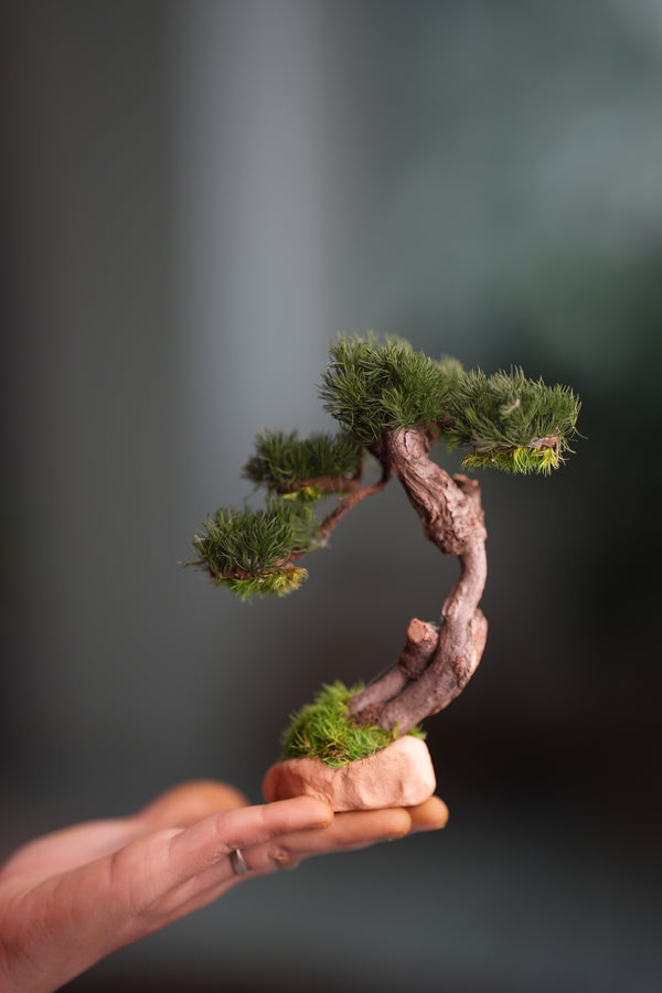 Benchmark Pine - Rosewood - Smaller (Preserved Plants)